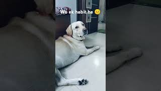 Galiyan kha kar bura nhi lagta  joy the labrador  comedy  cute dog 🐕 YouTube shorts ❤️🧿 [upl. by Hehre]