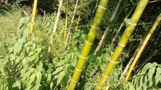 Moso bamboo phyllostachys edulis [upl. by Yffat]