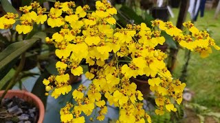 Orquidea Oncidium en Tronquito [upl. by Brownley922]