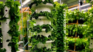 Aeroponic Vertical Farming With Tower Farms [upl. by Iglesias]