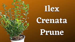 Ilex Crenata Prune  Japanese Holly [upl. by Charlet299]