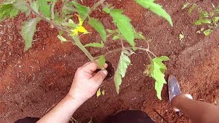 HOW TO GROW Tomatoes from Seed  Step by Step  Cherokee Purple Black Krim Brandywine  part 2 [upl. by Ondrej]