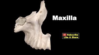 Osteology of Head amp Neck  Maxilla Anatomy mbbs bds education [upl. by January376]