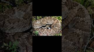 Western Diamondback Rattlesnake and Sonoran Green Toad [upl. by Sedda]