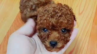 A man sneaks up to a garbage bin throw rubbish，opening and discovers a newly born Teddy bear！ [upl. by Coben762]