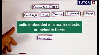 Areolar connective tissue  Location structure function [upl. by Edvard]