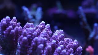 Millepora Acropora Coral [upl. by Gemini]