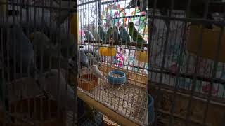 loveanimals careforanimals respectanimals hamsters birds lovebirds rabbit views shorts fy [upl. by Erdne]