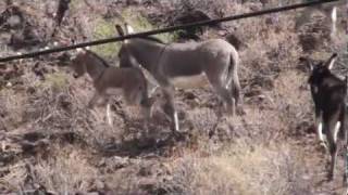 Lake Pleasant WIldlife Male Burro Protects Mare and Coltmpg [upl. by Anehta569]