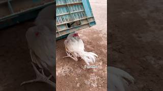 White chick 🐥 to big white Aseel male [upl. by Ttik]