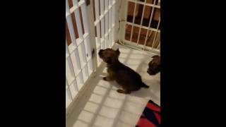 Yorkie puppy howling [upl. by Havot98]