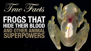 True Facts Frogs That Hide Their Blood [upl. by Arocahs]