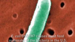 E coli Video [upl. by Missak501]