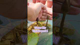 water lily update part 1 waterlily lotus Plantbyheart Greengoldgarden gardeningchannel [upl. by Ardaed214]