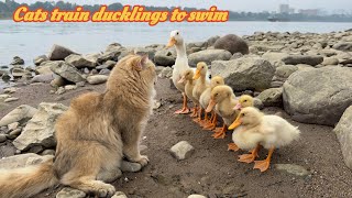 funny cat conquered the duckling and trained the duckling outdoorscutest pet videos in the world😂 [upl. by O'Meara897]