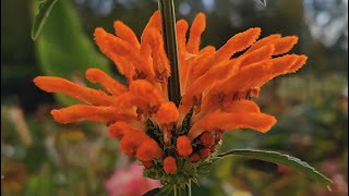 Leonotis leonurus a beautiful autumn blooming plant with bright orange flowers How I grow it in UK [upl. by Cornel833]