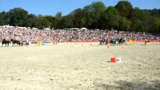 2 Hengstparade in Marbach Hansjörg Hammann LipizzanerVierspänner [upl. by Araed]