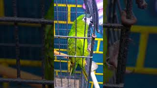 Hahns Macaw on order birdsforsale exoticbirdsfarm tamedbirds parrot birdstore [upl. by Scotty34]