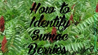 How to Identify Sumac Berries [upl. by Dahle]