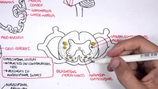 Neurology  Motor Pathways [upl. by Llennhoj]