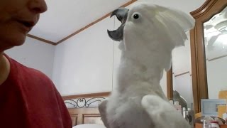 Cockatoo Plays PeekABoo With Owner [upl. by Corabel]