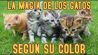 La magia de los gatos según su color [upl. by Gibb]