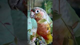 Cute conure parrot playing with a plant 🌱 [upl. by Mersey]