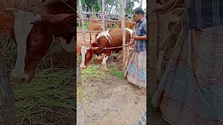 রেড ফ্রিজিয়ানফ্রিজিয়ান বকনা বাছুরের দামcow 💯 [upl. by Skip]