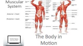 PDHPE preliminary  The Body In Motion  Muscular System [upl. by Ehudd]