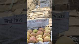 Fruit mandi high quality apple subscriber kry abhi [upl. by Ierdna]