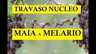 Apicultura travaso nucleo Maia e posa melario FINALMENTE [upl. by Nyladnewg]