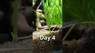 Shocking Vallisneria growth timelapse 😲🌿 [upl. by Ajan]