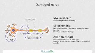 NeuroGen  Nerve Support Supplement Overview  Fitzmaurice [upl. by Maharva181]