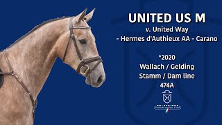 Holsteiner EliteReitpferdeauktion 2024  Nr 129 United Us M [upl. by Yasmine]