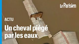 Brésil  la vidéo déchirante d’un cheval échoué sur le toit dune maison inondée [upl. by Mond]