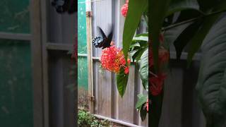 Butterfly🦋  flower home Ixora coccinea 🌼 homegarden gardening [upl. by Can407]