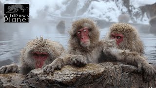 The Fascinating World of Japanese Macaques [upl. by Rebor632]