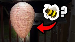 I Wish I Knew This About Decoy Wasps Nest Before Buying [upl. by Elik295]