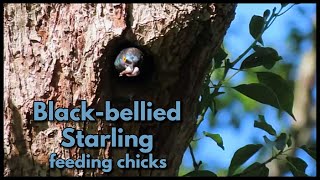 BLACKBELLIED STARLING feeding chicks in the nesting hole [upl. by Zzaj]