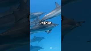 Did You Know Dolphin Have Names Discover Their Fascinating Communication [upl. by Joellen]