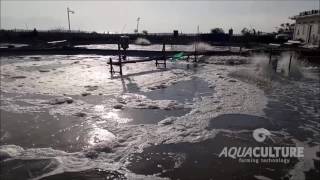 Sustainable vannamei Shrimp farming [upl. by Arbmahs]