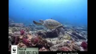 Adopt a Turtle Today  Help WWF protect marine turtles [upl. by Aisan645]