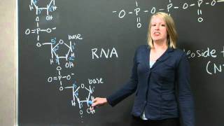 Explanation of 5 and 3 C terminus and N terminus  MIT 701SC Fundamentals of Biology [upl. by Yreneh]