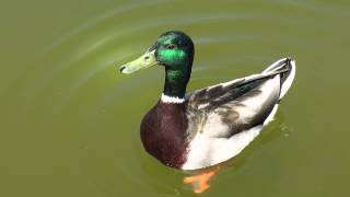 Canon PowerShot G15 duck sample video [upl. by Lorelei332]