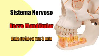 Nervo mandibular  Anatomia Humana [upl. by Mallissa425]