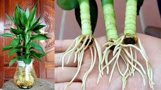 How To Grow Dracaena Deremensis Plants From Cuttings With Water Simple Easy To Do [upl. by Enilrek]