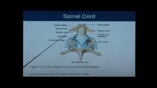 Anatomy and Physiology Chapter 13 Spinal Cord Anatomy and Physiology Help [upl. by Inaja64]