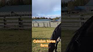 caledon horses torontocitylife horsefarms canadalife relax canada torontoontario [upl. by Valerio]