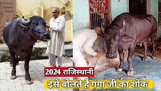 रविंद्र झिंझोखर का खतरनाक राजिस्थानी झोटा गढ़ गंगा जी 2024 के लिए तैयार [upl. by Hotze]