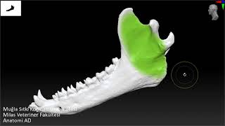 Mandibula  Altçene ve Eklem Anatomisi [upl. by Willin]